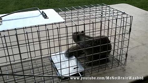 Live Animal Trap for Squirrels - YouTube