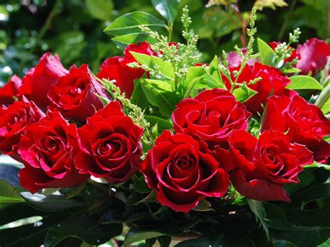 Only Red Roses High Quality Wallpapers | Infotainment - Entertainment ...