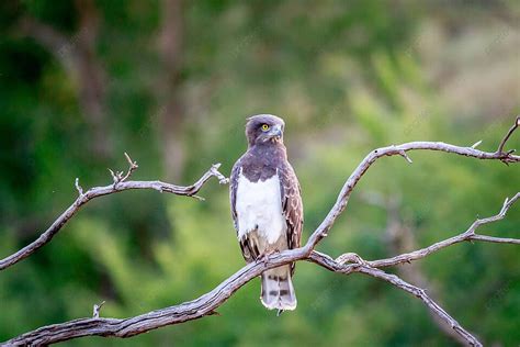 Black Chested Snake Eagle Sitting On A Branch Reserve Bird Prey Photo ...