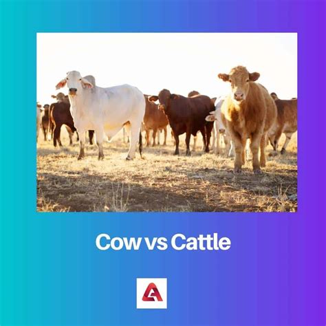 Cow vs Cattle: Difference and Comparison