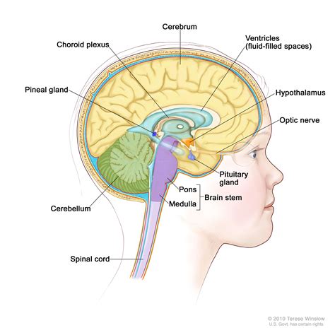 Brain Cancer—Patient Version - National Cancer Institute