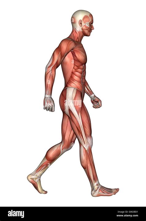 3D rendering of a walking male anatomy figure with muscles map isolated on white background ...