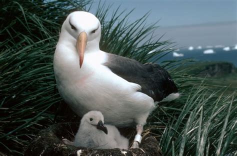 Scientists track the epic flight of fledged albatross - British Antarctic Survey