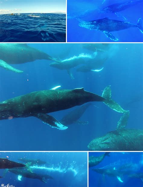 When do Humpback Whales leave Hawaii? - Maui Guide