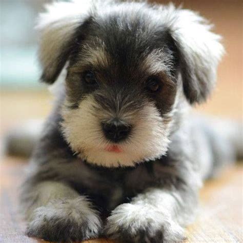 #1 | Miniature Schnauzer Puppies For Sale In Orlando FL