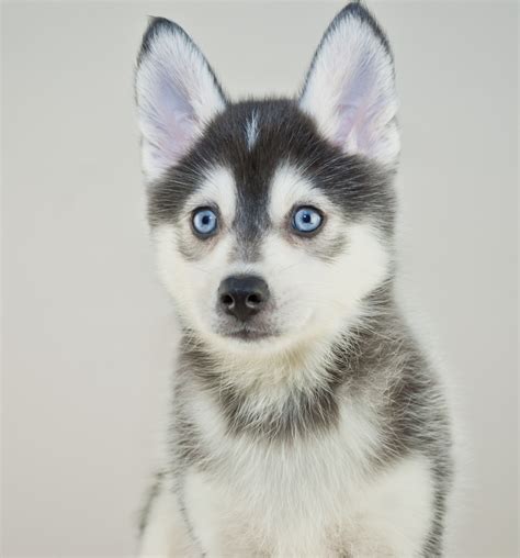 Discover the Adorable World of Full Grown Pomsky Dogs - Rocky Kanaka