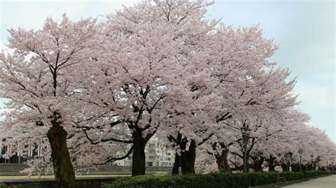 Sakura Season! Seeing Kanazawa's Cherry Blossoms in One Day