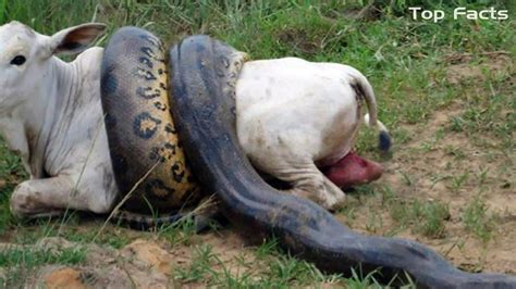 Snake Eats Sheep