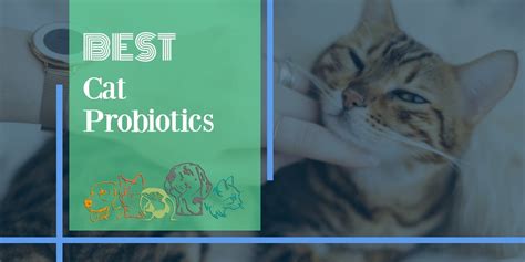 The Best Cat Probiotics [2021 Review] | PetsPest.com