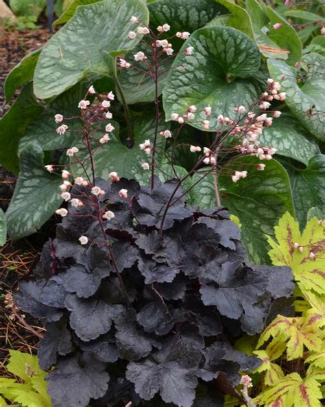 Planting Coral Bells: How to Grow and Care for These Colorful ...