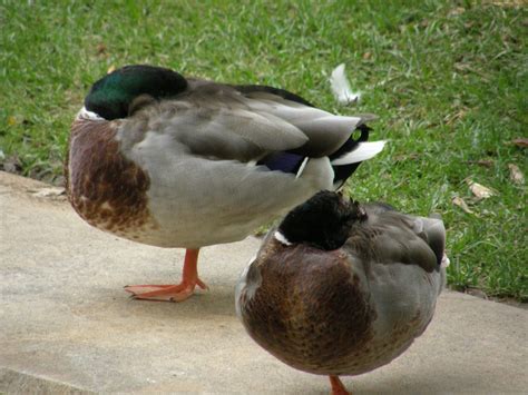 How Do Birds Sleep? - Buffalo Bill Center of the West