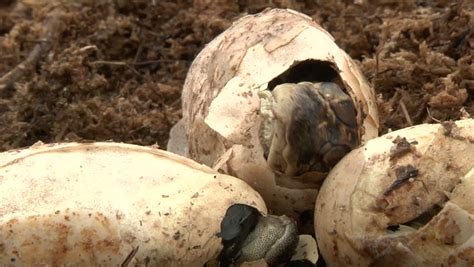 Alligator Eggs Hatching Stock Footage Video 1451299 - Shutterstock