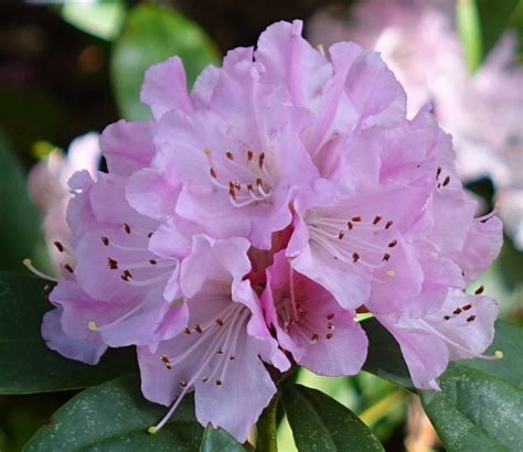 The Beautiful Rhododendron! Washington’s State Flower – Cats and Trails and Garden Tales