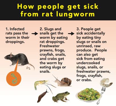 Hawaii reports first confirmed rat lungworm case of 2018 | Food Safety News