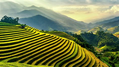 Rice Terraces · Free Stock Photo