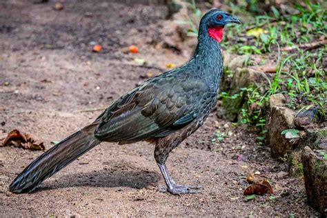 17 Fascinating Amazon Rainforest Birds • I Heart Brazil