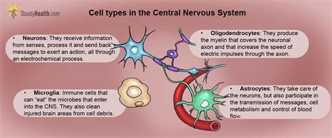Brain Cells, More Than Just Neurons | Nervous System Disorders and Diseases articles | Body ...