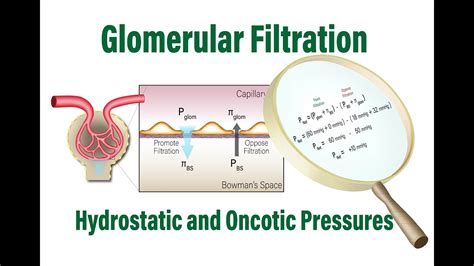 Glomerular Hydrostatic Pressure