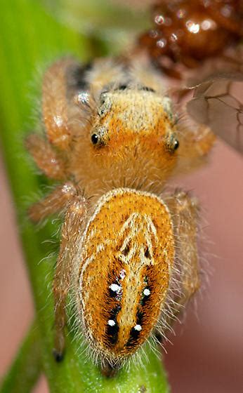 Orange and yellow, very light colored jumping spider with four white spots - Phidippus ...