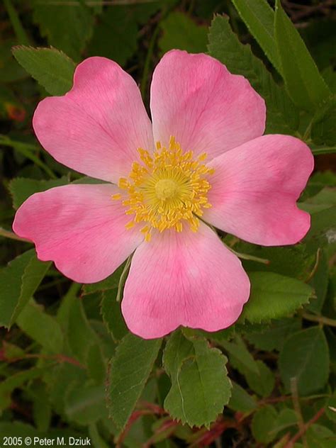 Rosa arkansana (Prairie Rose): Minnesota Wildflowers