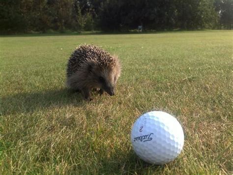 59 best Animals on a golf Course images on Pinterest | Golf courses, Golf humor and Golf stuff