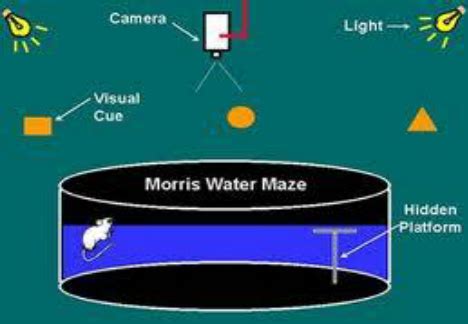 Schematic of Morris Water Maze | Download Scientific Diagram