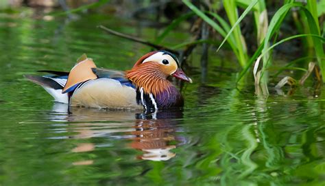 Mandarin Duck in Shanghai - Shanghai Birding 上海观鸟