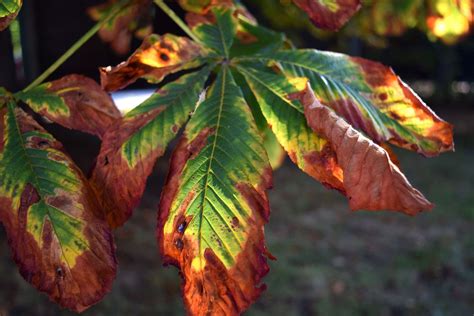 #autumn #chestnut #chestnut leaf #leaf | Plant leaves, Chestnut, Autumn