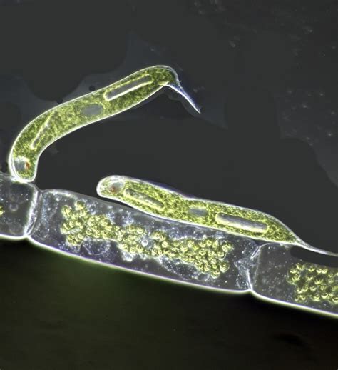 Euglena - www.photomacrography.net