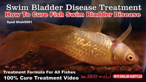 How to cure floating bloated fish swim bladder goldfish #How to cure swim bladder disease | Swim ...