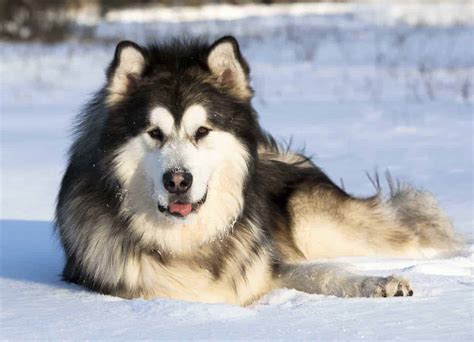 How Many Times Should I Feed My Alaskan Malamute