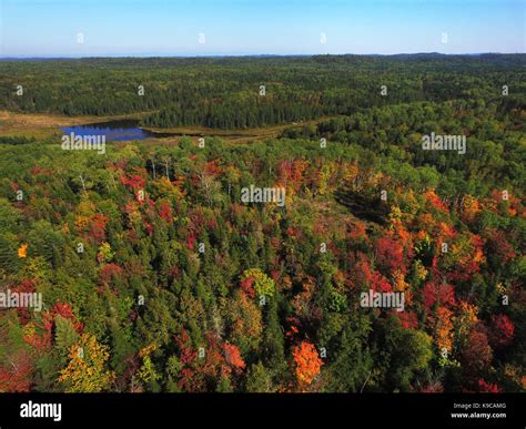 Aerial view of colorful fall forest Stock Photo - Alamy