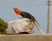 Category:Reptiles of Ghana - Wikimedia Commons