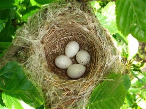 2011 Nesting Season Photos - Biodiversity Centre for Wildlife Studies