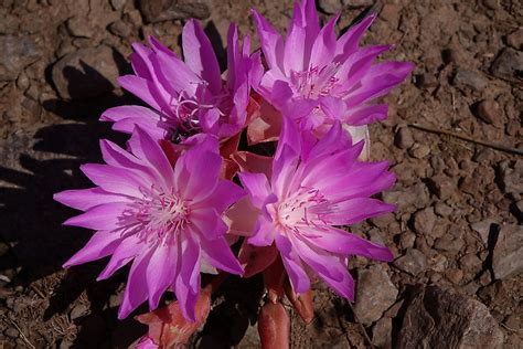 What Is The State Flower Of Montana? - WorldAtlas