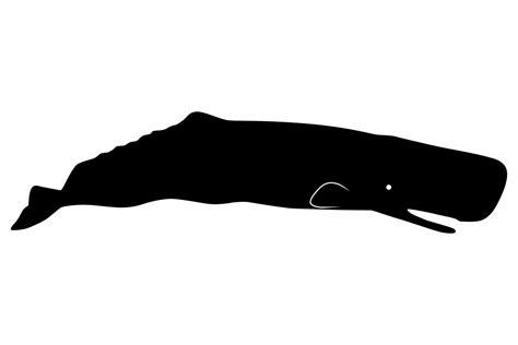 Sperm Whale Silhouette Graphic by iDrawSilhouettes · Creative Fabrica