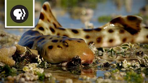 Epaulette sharks can walk, and could teach us about climate change