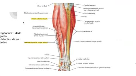 Musculatura Tren Inferior, Vista Anterior #Miología Anatomia Piernas, Musculos, Músculos Del ...