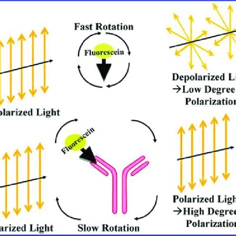 Schematic illustration of signal enhancement using biotin/streptavidin ...