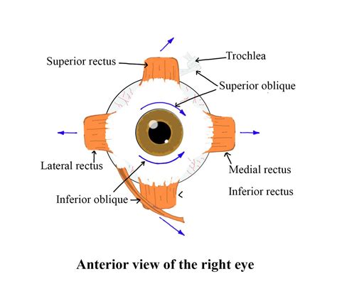 The eye rotates in the orbit by -(a)6 muscles(b)3 muscles(c)4 muscles(d ...