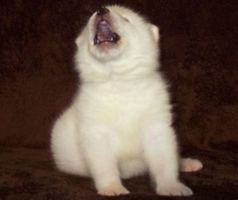 Beautiful White Alaskan Malamute Puppies Photos | Cute Puppy Images Pictures