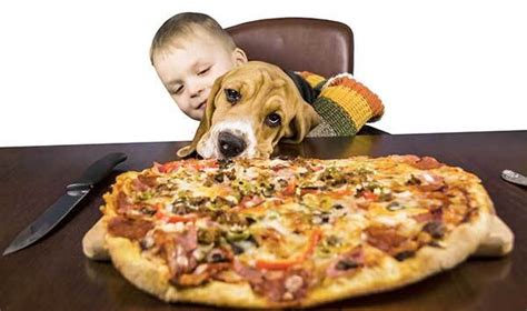 Can Dogs Eat Pizza? Don't feed till you read this!