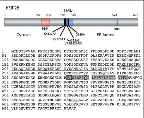 Stress sensing in plants by an ER stress sensor/transducer, bZIP28 | Semantic Scholar