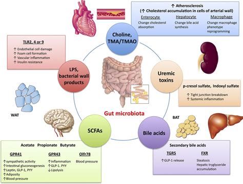 Gut Microbiota And Disease