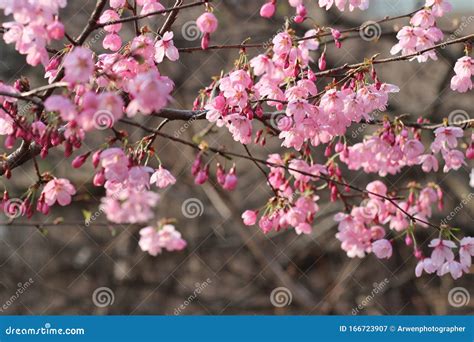 Spring Cherry Blossoms in Full Blossom on Jeju Island Stock Image - Image of jeju, blossom ...