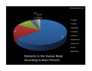 Which Elements Are in the Human Body? | Human body, Body, Vsepr theory