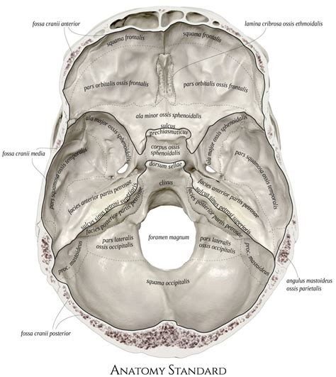 Internal surface of the cranial base | Human anatomy and physiology ...