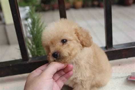 LovelyPuppy: Apricot Toy Poodle Puppy@RM599 ONLY!!!