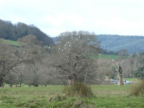 Little white egrets perching in tree,... © David Smith cc-by-sa/2.0 ...