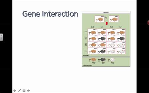 Gene Interaction (2016) IB Biology - YouTube